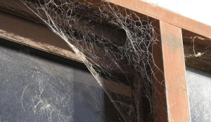 stop spiders building webs in windows doors