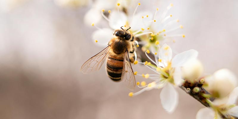 make a tiny home garden for bees