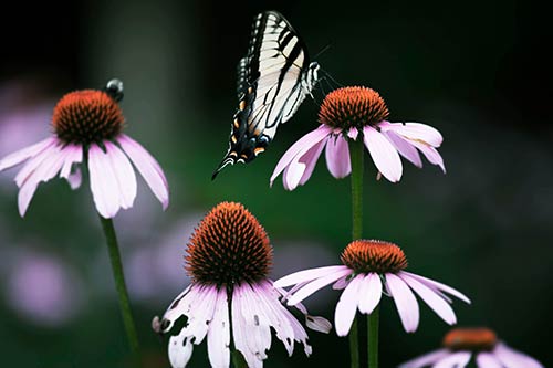 butterfly echinacea cone flowers