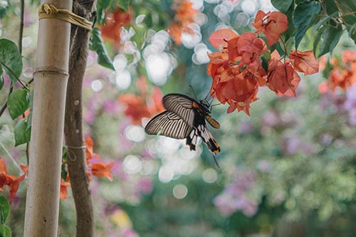 make a tiny home butterfly garden