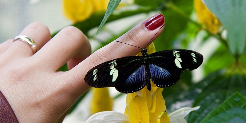 tiny house butterfly garden
