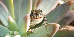 tiny home garden wildlife 2
